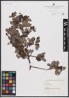 Foto von Salix aurita L.